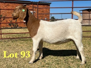 1X BOER GOAT FLOCK DOE LUKAS BURGER