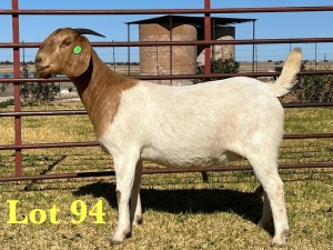 1X BOER GOAT FLOCK DOE LUKAS BURGER