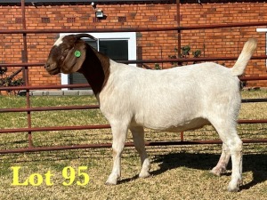 1X BOER GOAT FLOCK DOE LUKAS BURGER