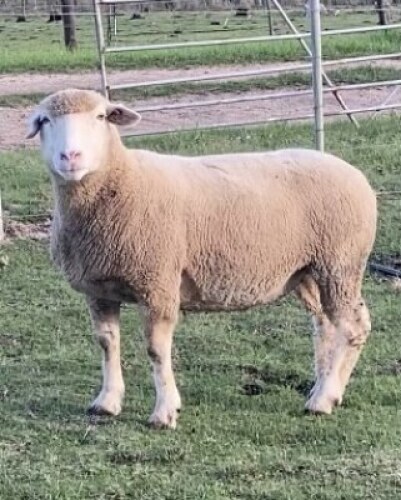 LOT 83 EWE : DTC 16 08 - CLARKE SD & TA