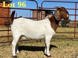 1X BOER GOAT FLOCK DOE LUKAS BURGER