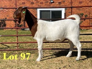 1X BOER GOAT FLOCK DOE LUKAS BURGER