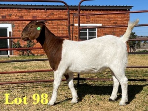 1X BOER GOAT FLOCK DOE LUKAS BURGER