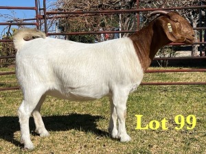 1X BOER GOAT FLOCK DOE LUKAS BURGER