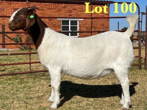 1X BOER GOAT FLOCK DOE LUKAS BURGER