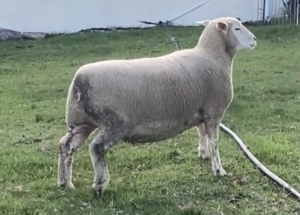 LOT 70 EWE : DTC 16 00 - CLARKE SD & TA