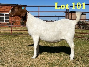 1X BOER GOAT STUD DOE LUKAS BURGER