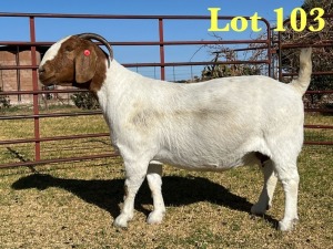 1X BOER GOAT FLOCK DOE LUKAS BURGER