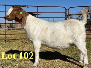 1X BOER GOAT FLOCK DOE LUKAS BURGER