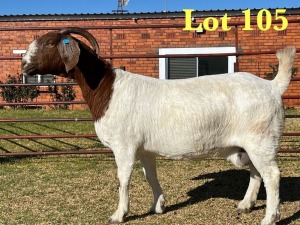 1X BOER GOAT STUD DOE LUKAS BURGER