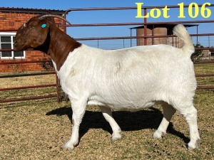 1X BOER GOAT STUD DOE LUKAS BURGER