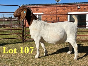 1X BOER GOAT STUD DOE LUKAS BURGER