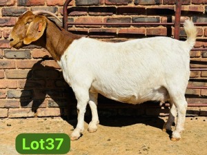 WITHDRAWN - 1X BOER GOAT - DOE SCHOONHEID BOERBOKSTOET (SAREL)