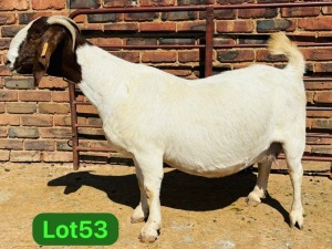 1X BOER GOAT STUD 48-628 PREGNANT DOE SCHOONHEID BOERBOKSTOET (SAREL)