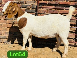 1X BOER GOAT STUD 48-626 PREGNANT DOE SCHOONHEID BOERBOKSTOET (SAREL)