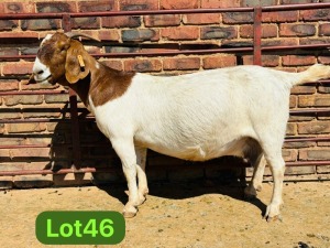 1X BOER GOAT STUD 48-627 PREGNANT DOE SCHOONHEID BOERBOKSTOET (SAREL)