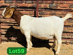 1X BOER GOAT FLOCK 48-924 PREGNANT DOE SCHOONHEID BOERBOKSTOET (SAREL)