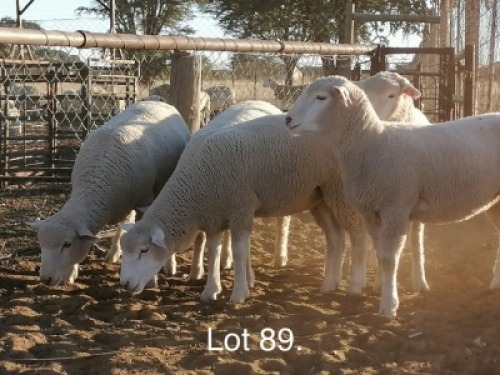 LOT 89 5 X Jong ooie Andr&eacute; Bezuidenhout (PER STUK OM LOT TE NEEM)