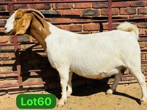 1X BOER GOAT FLOCK 48-921 PREGNANT DOE SCHOONHEID BOERBOKSTOET (SAREL)