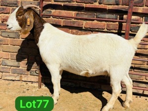 1X BOER GOAT FLOCK 48-920 PREGNANT DOE SCHOONHEID BOERBOKSTOET (SAREL)