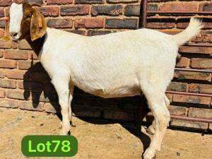 1X BOER GOAT STUD 48-629 PREGNANT DOE SCHOONHEID BOERBOKSTOET (SAREL)