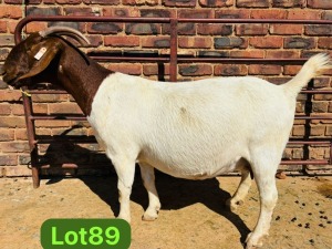 1X BOER GOAT - DOE SCHOONHEID BOERBOKSTOET (SAREL)