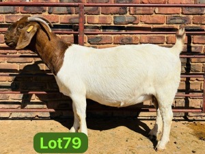 1X BOER GOAT - DOE SCHOONHEID BOERBOKSTOET (SAREL)