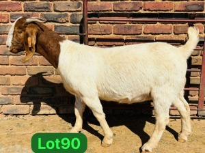 1X BOER GOAT FLOCK TEAT 48-925 PREGNANT DOE SCHOONHEID BOERBOKSTOET (SAREL)