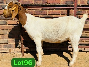 1X BOER GOAT FLOCK 48-923 PREGNANT DOE SCHOONHEID BOERBOKSTOET (SAREL)