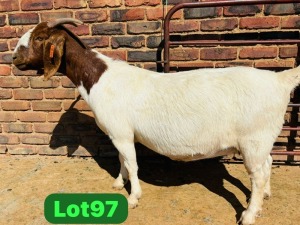 1X BOER GOAT FLOCK 48-922 PREGNANT DOE SCHOONHEID BOERBOKSTOET (SAREL)