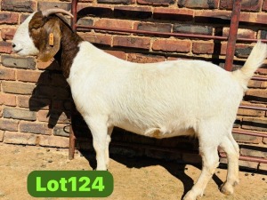 1X BOER GOAT FLOCK 48-918 PREGNANT DOE SCHOONHEID BOERBOKSTOET (SAREL)