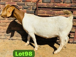 1X BOER GOAT FLOCK 48-919 DOE SCHOONHEID BOERBOKSTOET (SAREL)