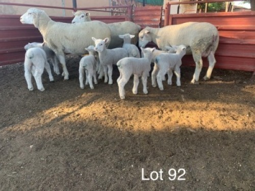 LOT 92 3 + 8 X Ooie en lammers Willie Oosthuizen (PER STUK OM LOT TE NEEM)