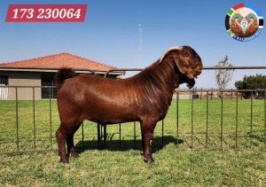 1X KALAHARI RED FLOCK 48-875 BUCK JENNY KALAHARI RED