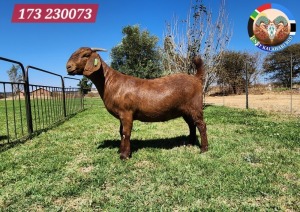 1X KALAHARI RED FLOCK TEAT 48-876 DOE JENNY KALAHARI RED