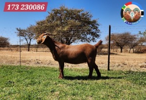 1X KALAHARI RED STUD 39-460 DOE JENNY KALAHARI RED