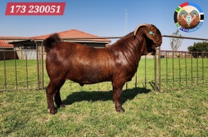 1X KALAHARI RED STUD 39-457 BUCK JENNY KALAHARI RED