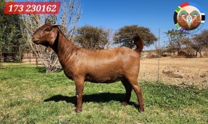 1X KALAHARI RED STUD 48-615 DOE JENNY KALAHARI RED