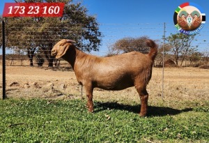 1X KALAHARI RED FLOCK 48-877 DOE JENNY KALAHARI RED