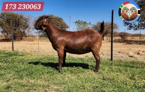 1X KALAHARI RED STUD 39-264 DOE JENNY KALAHARI RED