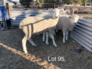 LOT 95 5 X Jong ooie André Bezuidenhout (PER STUK OM LOT TE NEEM)