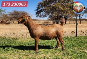 1X KALAHARI RED STUD 48-616 DOE JENNY KALAHARI RED