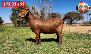 1X KALAHARI RED FLOCK 48-956 DOE JENNY KALAHARI RED