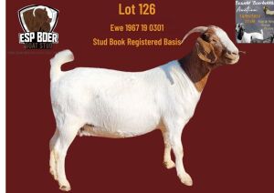 1X BOER GOAT FLOCK PREGNANT DOE ESP BOERBOK STOET