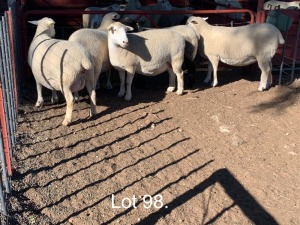 LOT 98 5 X IDF/Wit Dorper-X ooie Willie Oosthuizen (PER STUK OM LOT TE NEEM)