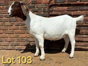 1X BOER GOAT STUD PREGNANT DOE SCHOONHEID BOERBOK STOET