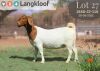 1X BOER GOAT STUD DOE LANGKLOOF BOERBOKSTOET