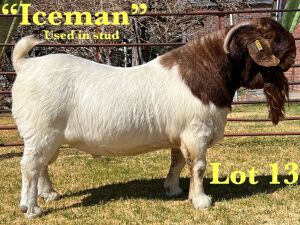 1X BOER GOAT STUD BUCK LUKAS BURGER