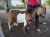 1X BOERGOAT CASTRATE DIKGANG REBAENG