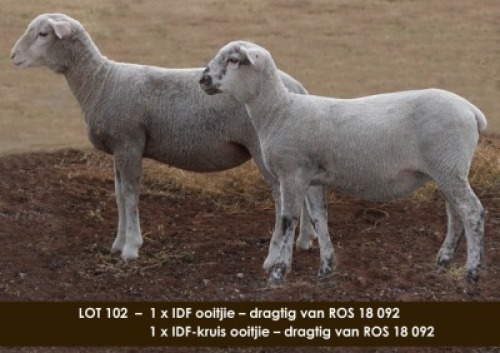 LOT 102 2 X jong IDF-X ooitjie Mar&iacute; Steyn (PER STUK OM LOT TE NEEM)